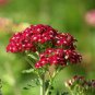 50 PCS Seeds Red Achillea Millefolium Common Yarrow Flower