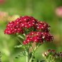 50 PCS Seeds Red Achillea Millefolium Common Yarrow Flower