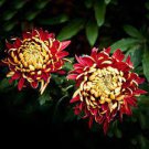 100 PCS Seeds Red and Yellow Chrysanthemums Flowers 100 PCS Seeds Red and Yellow Chrysanthemums Flowers