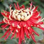 100 PCS Seeds Red and Yellow Chrysanthemums Flowers