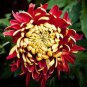 100 PCS Seeds Red and Yellow Chrysanthemums Flowers