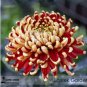 100 PCS Seeds Red and Yellow Chrysanthemums Flowers