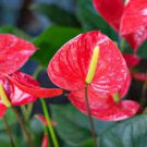 100 PCS Seeds Red Anthurium 100 PCS Seeds Red Anthurium