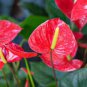 100 PCS Seeds Red Anthurium