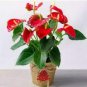 100 PCS Seeds Red Anthurium