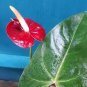 100 PCS Seeds Red Anthurium