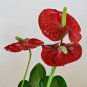 100 PCS Seeds Red Anthurium