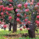 10 PCS Seeds Red Apple Tree BONSAI serious