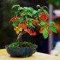 10 PCS Seeds Red Apple Tree BONSAI serious
