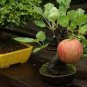 10 PCS Seeds Red Apple Tree BONSAI serious
