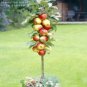 10 PCS Seeds Red Apple Tree BONSAI serious