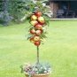 100 PCS Seeds Red Apple Tree Seeds Bonsai Series