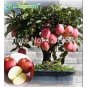 100 PCS Seeds Red Apple Tree Seeds Bonsai Series
