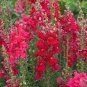 60 PCS Seeds Red Baby Snapdragon