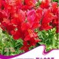 60 PCS Seeds Red Baby Snapdragon