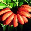 100 PCS Seeds Red Banana 100 PCS Seeds Red Banana