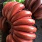 100 PCS Seeds Red Banana