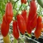 100 PCS Seeds Red Banana Tomatoes