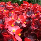 100 PCS Seeds Red Begonia Flower Garden