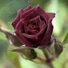 50 PCS Seeds Red Black Rare Rose Plant Seedling Garden