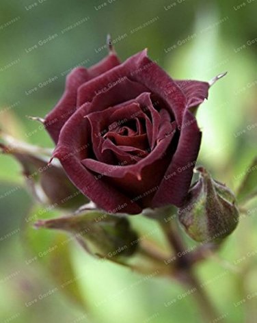 50 PCS Seeds Red Black Rare Rose Plant Seedling Garden