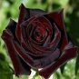 50 PCS Seeds Red Black Rare Rose Plant Seedling Garden