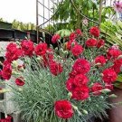 30 PCS Seeds Red Carnation Flower Dianthus Caryophyllus Herbs