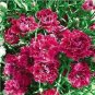 30 PCS Seeds Red Carnation Flower Dianthus Caryophyllus Herbs