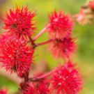 5 PCS Seeds Red Castor Oil Plants, Herbs Ricinus Communis 5 PCS Seeds Red Castor Oil Plants, Herbs Ricinus Communis