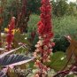 5 PCS Seeds Red Castor Oil Plants, Herbs Ricinus Communis