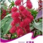 5 PCS Seeds Red Castor Oil Plants, Herbs Ricinus Communis