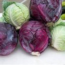 50 PCS Seeds Red Chinese Cabbage
