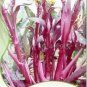 50 PCS Seeds Red Chinese Cabbage