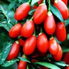 60 PCS Seeds Red Chinese Wolfberry Herbs Lycium barbarum