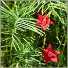10 PCS Seeds Red Cypress Vine Humming Bird Vine Perennial Climbing Flowers Heirloom 10 PCS Seeds Red Cypress Vine Humming Bird Vine Perennial Climbing Flowers Heirloom
