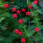 10 PCS Seeds Red Cypress Vine Humming Bird Vine Perennial Climbing Flowers Heirloom