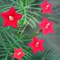 10 PCS Seeds Red Cypress Vine Humming Bird Vine Perennial Climbing Flowers Heirloom