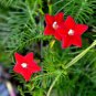 10 PCS Seeds Red Cypress Vine Humming Bird Vine Perennial Climbing Flowers Heirloom