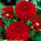 50 PCS Seeds Red Dahlias 50 PCS Seeds Red Dahlias