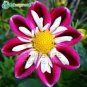 50 PCS Seeds Red Dahlias