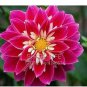 50 PCS Seeds Red Dahlias