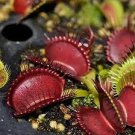 100 PCS Seeds Red Dionaea muscipula