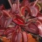 100 PCS Seeds Red Dionaea muscipula