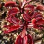 100 PCS Seeds Red Dionaea muscipula