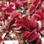100 PCS Seeds Red Dionaea muscipula