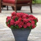 200 PCS Seeds Red Double Valentine Pelleted Petuniar