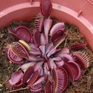 100 PCS Seeds Red Dragon Flytrap
