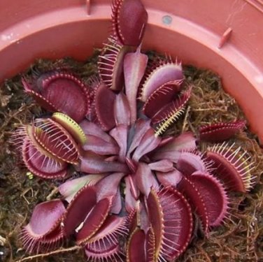 100 PCS Seeds Red Dragon Flytrap