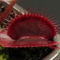 100 PCS Seeds Red Dragon Flytrap