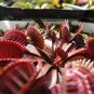 100 PCS Seeds Red Dragon Flytrap